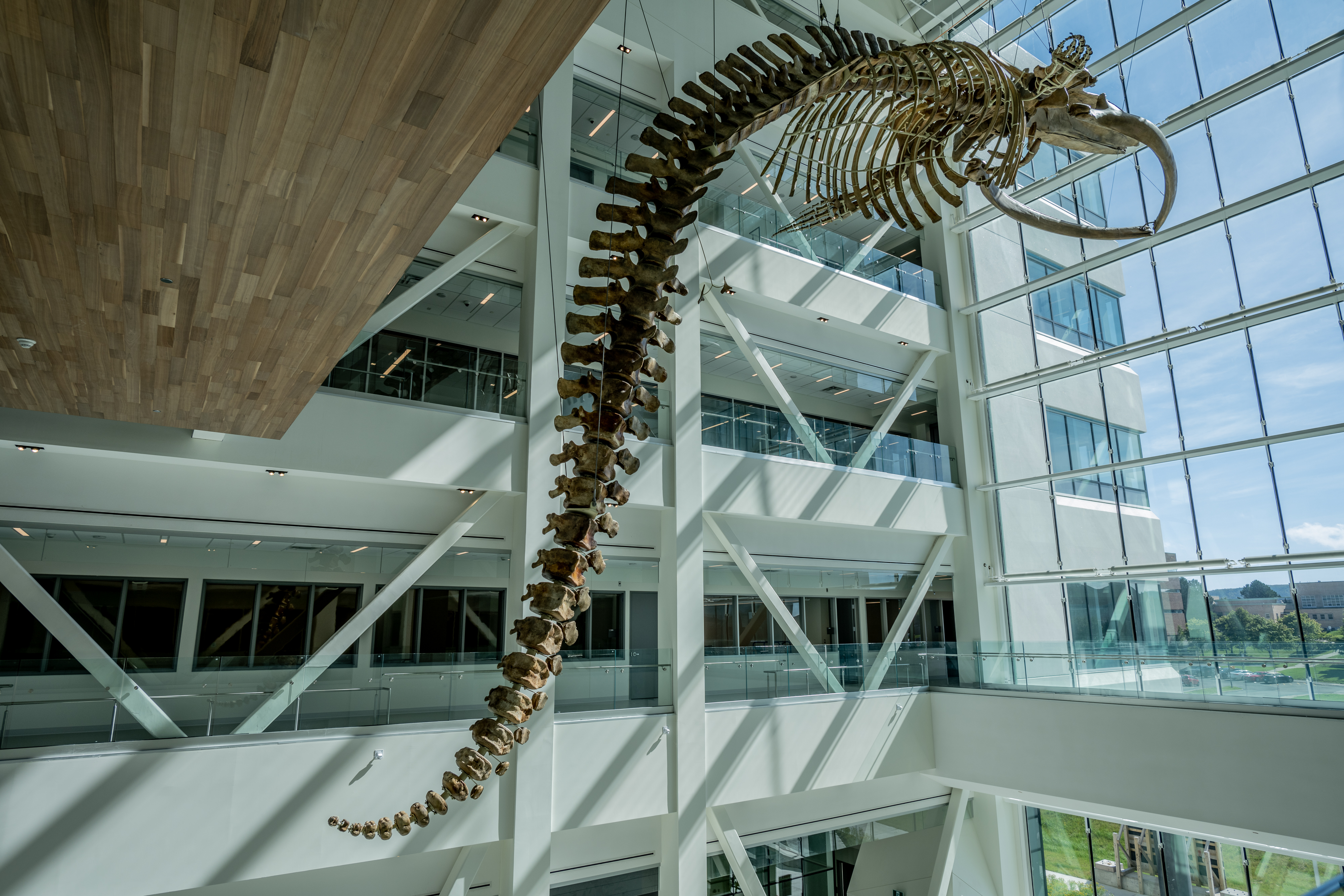 View of Altum, the skeleton of a blue whale at Memorial University